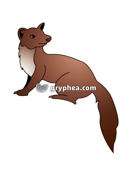 Martre (mammifère) - infographie - gryphea.com